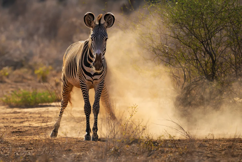 Réserve National de Samburu, Kenya