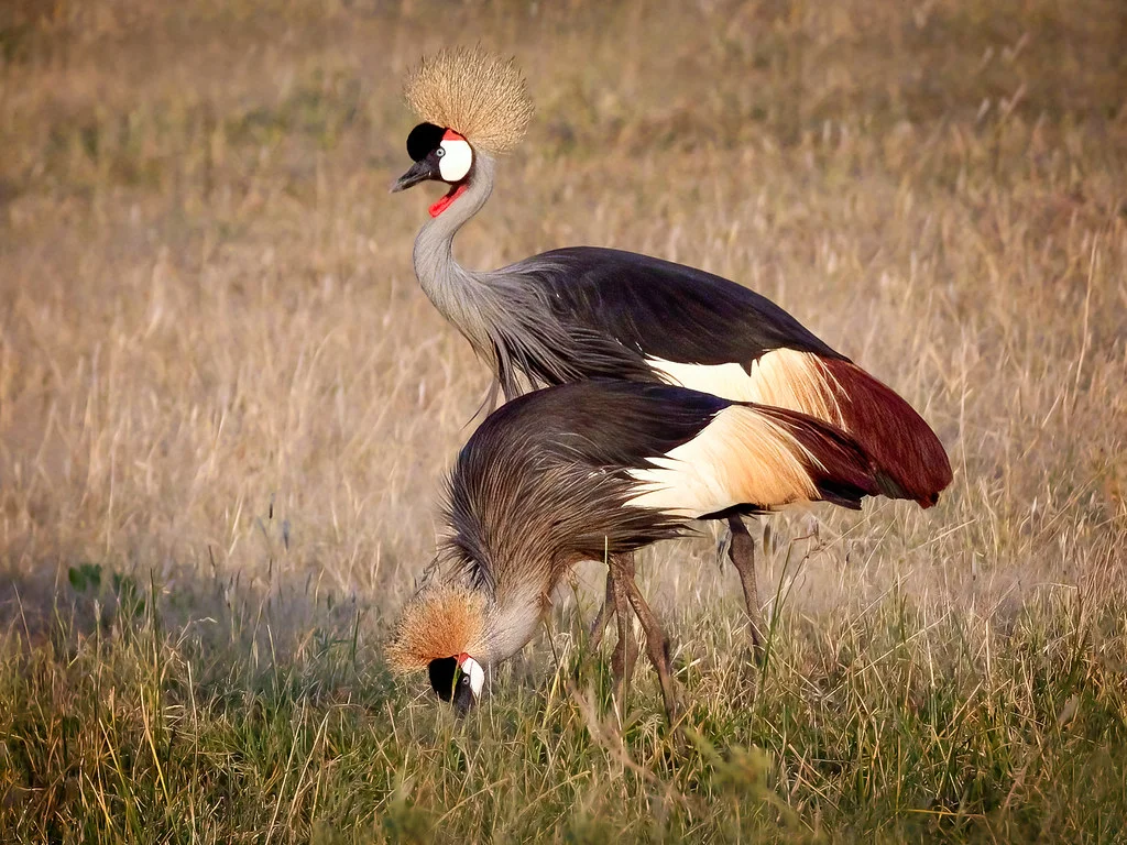 Réserve National de Samburu, Kenya