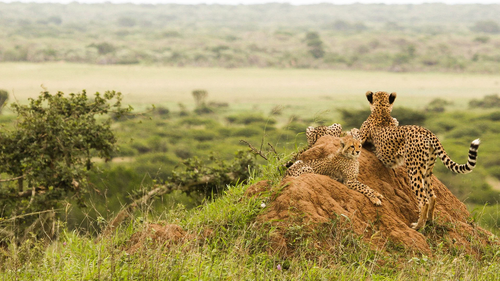 Phinda Private Game Reserve, Afrique du Sud