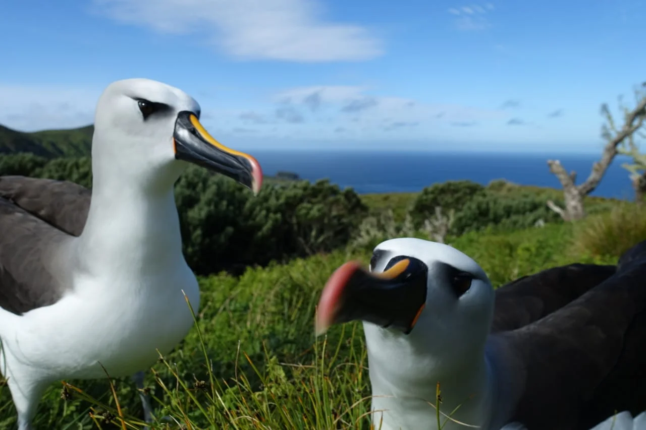 Île Gough, Sainte-Hélène / Ascension / Tristan da Cunha