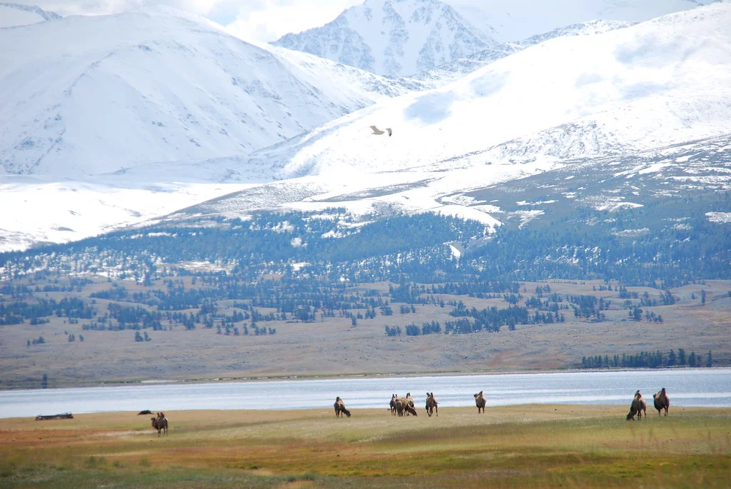 Lac Khurgan, Mongolie
