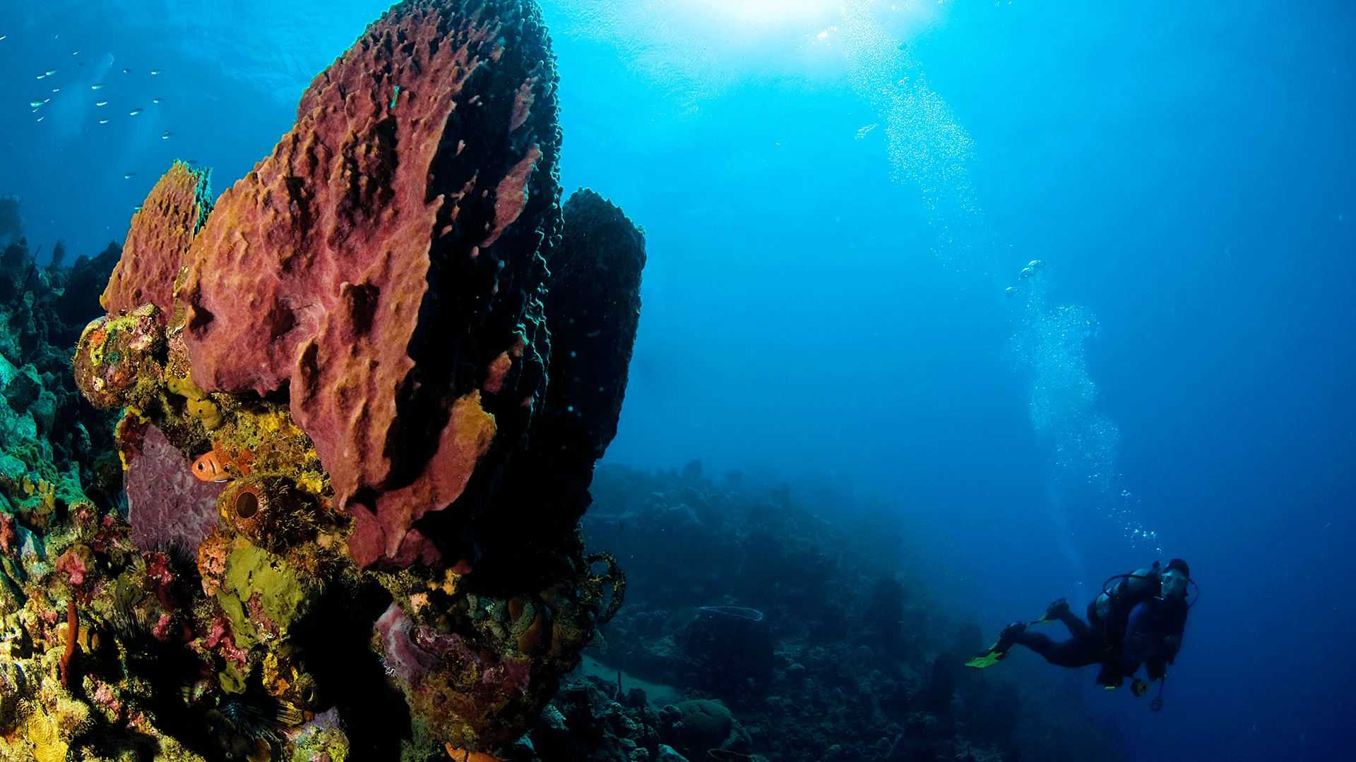 Dangleben’s Pinnacles, Dominique