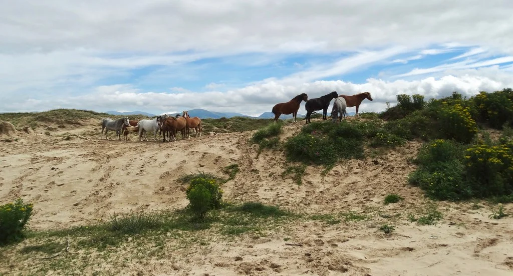 Newborough Warren, Pays de Galles