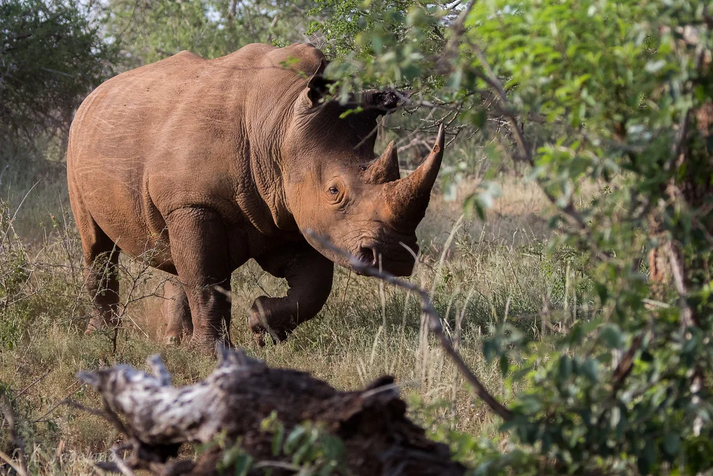 Thanda Private Game Reserve, Afrique du Sud