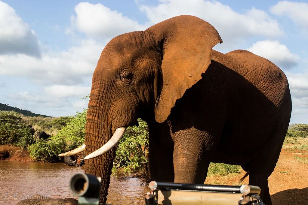 Thanda Private Game Reserve, Afrique du Sud