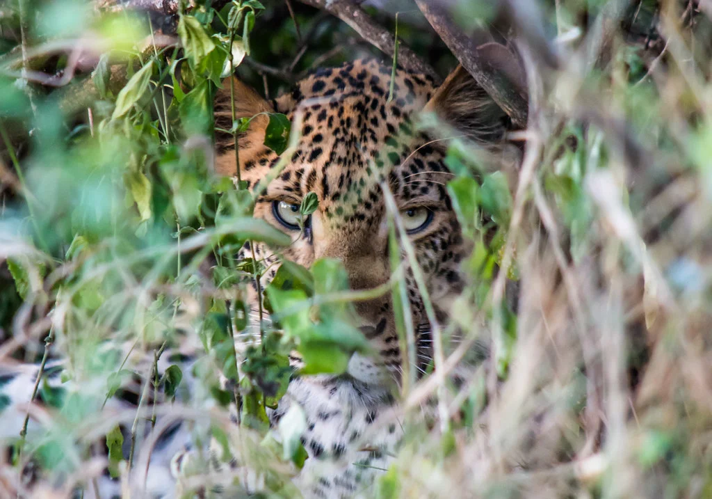 Thanda Private Game Reserve, Afrique du Sud