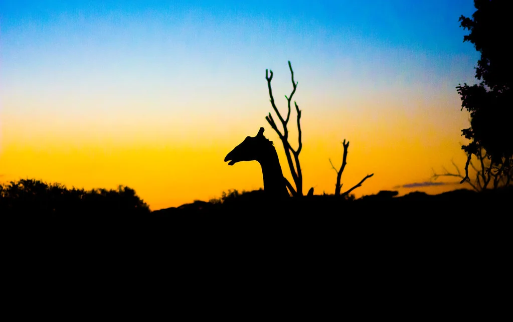 Thanda Private Game Reserve, Afrique du Sud