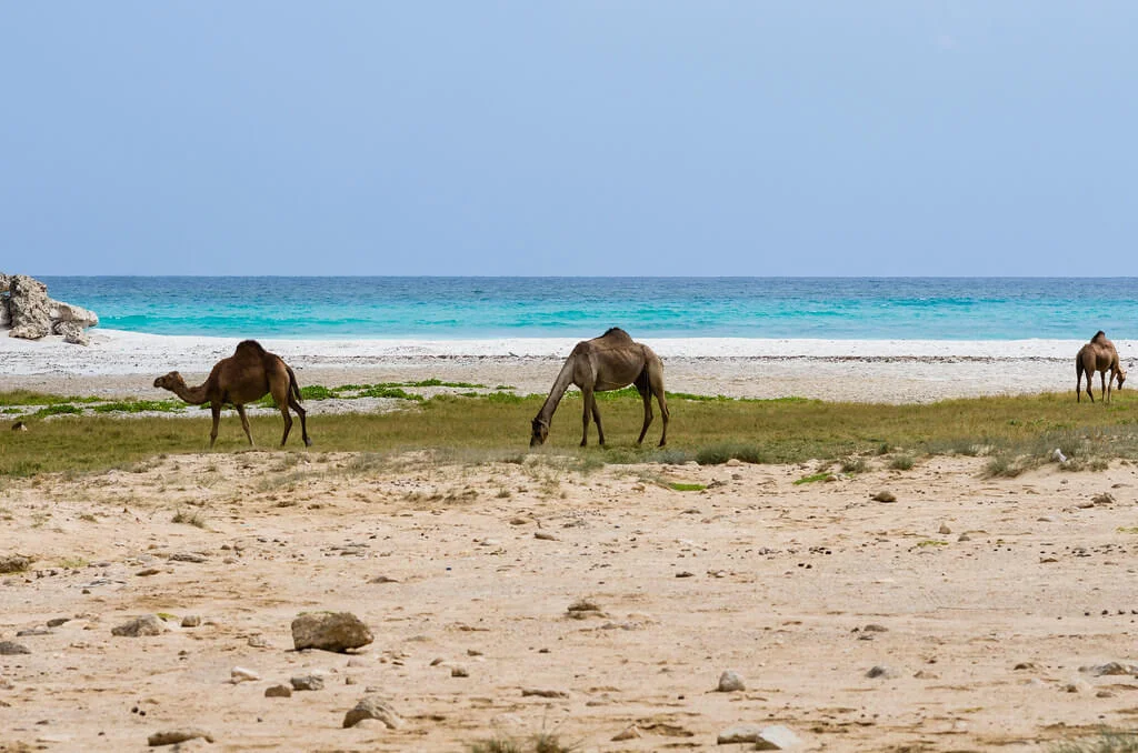 Mughsail Beach, Oman