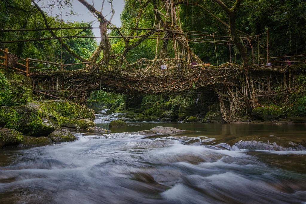 Ponts vivants du Meghalaya, Inde