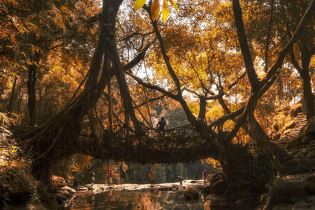Ponts vivants du Meghalaya, Inde