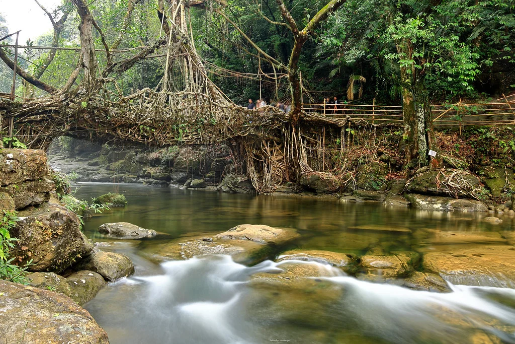 Ponts vivants du Meghalaya, Inde