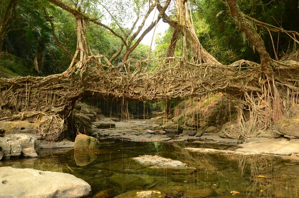 Ponts vivants du Meghalaya, Inde