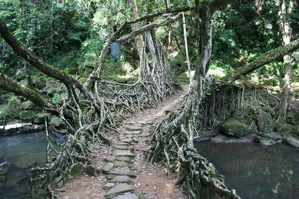Ponts vivants du Meghalaya, Inde
