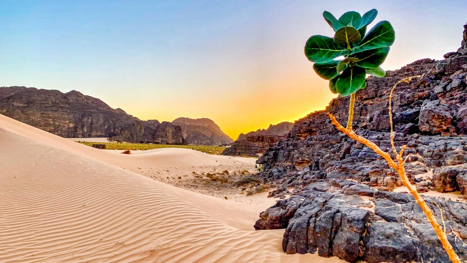 Essendilène, Algérie