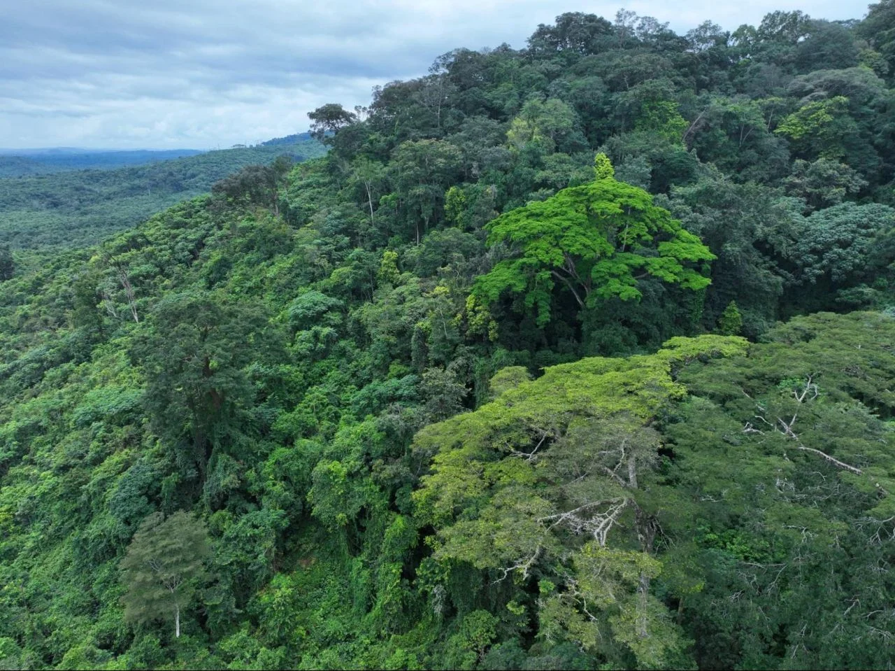 Kambui Hills Forest reserve, Sierra Leone