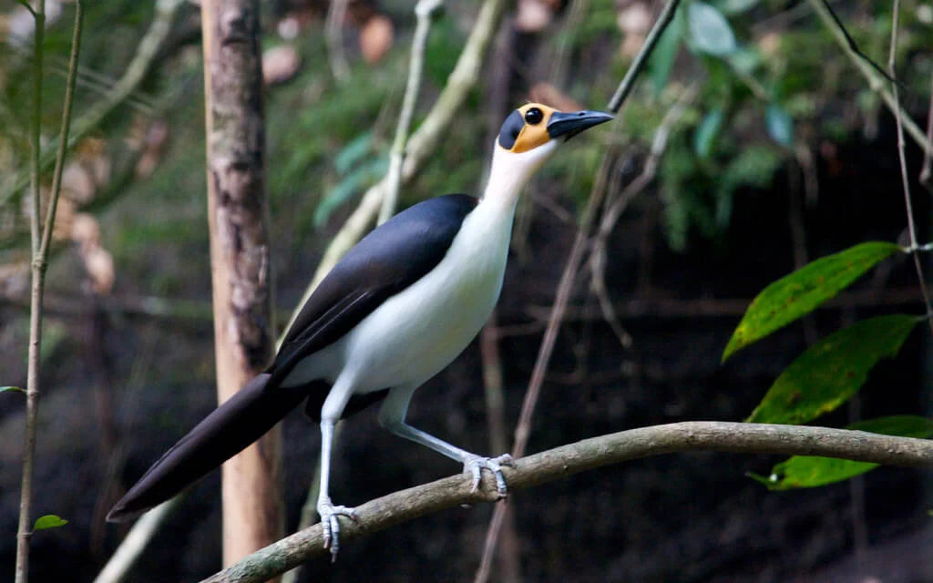 Kambui Hills Forest reserve, Sierra Leone