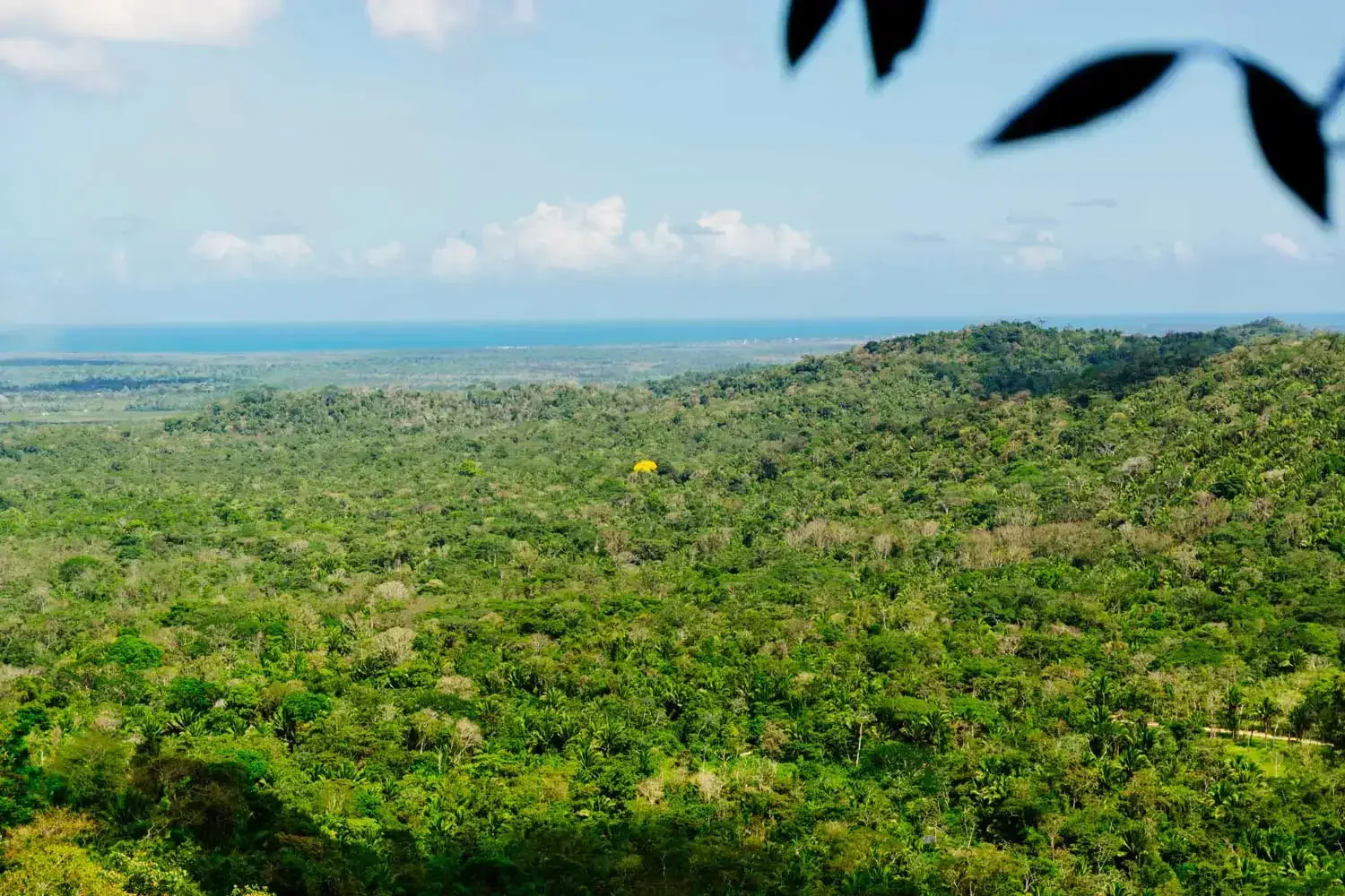 Mayflower Bocawina National Park, Belize