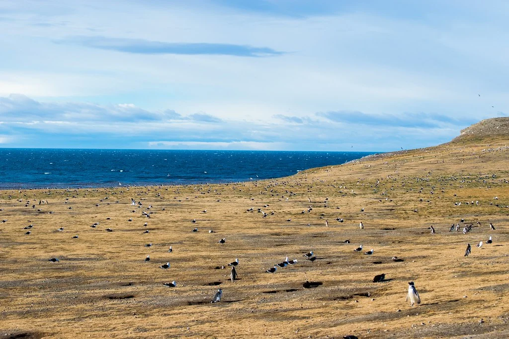 Île Magdalena (détroit de Magellan), Chili