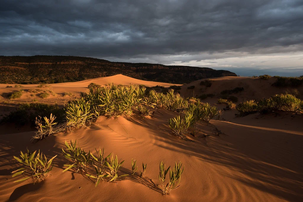 Parc d'État de Coral Pink Sand Dunes, États-Unis