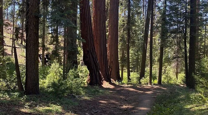 Forêt nationale de Sierra, États-Unis