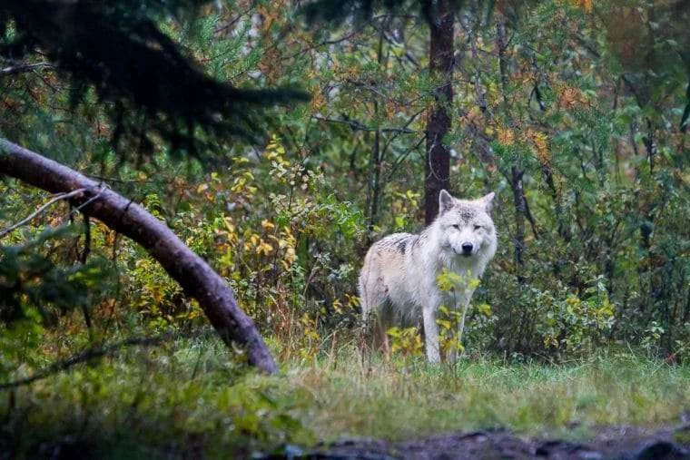 Parc Mahikan, Canada