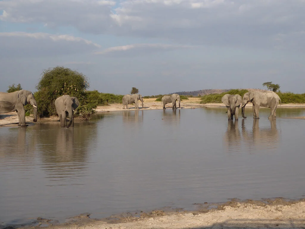 Canal de Savuti, Botswana