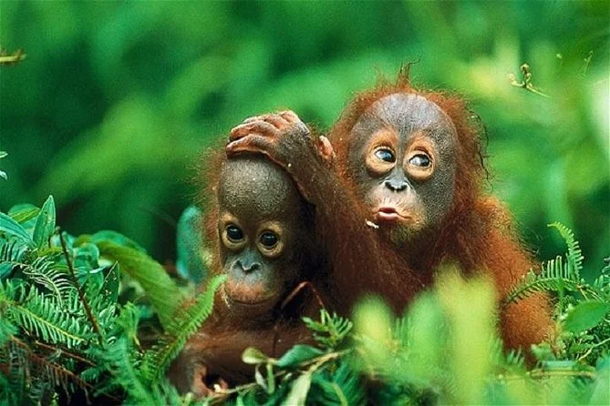 Parc national du Gunung Leuser, Indonésie, Indonésie
