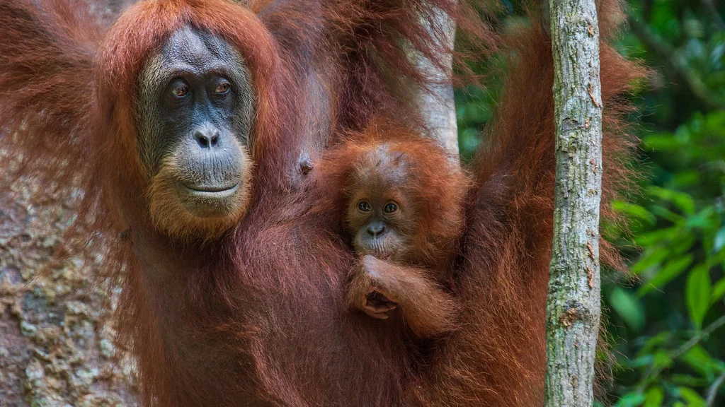 Parc national du Gunung Leuser, Indonésie, Indonésie