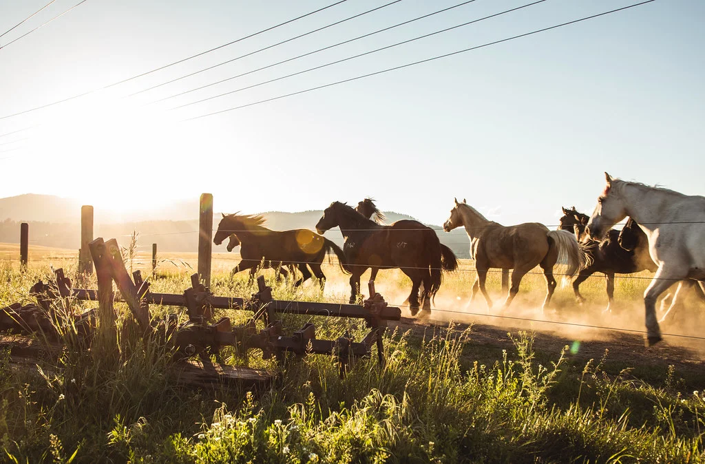 Diamond P Ranch, États-Unis