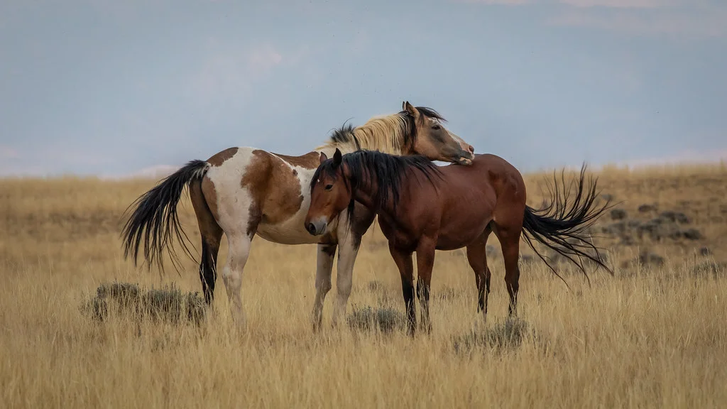 Cody (Wyoming), États-Unis