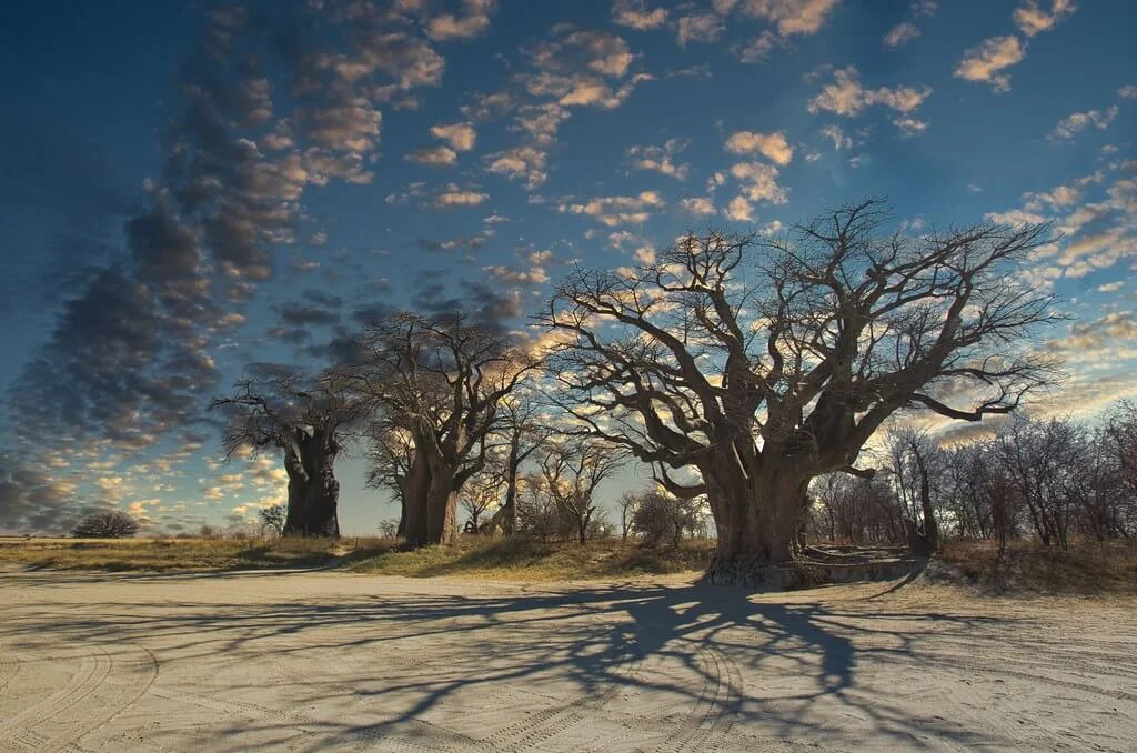 Parc national de Nxai Pan, Botswana