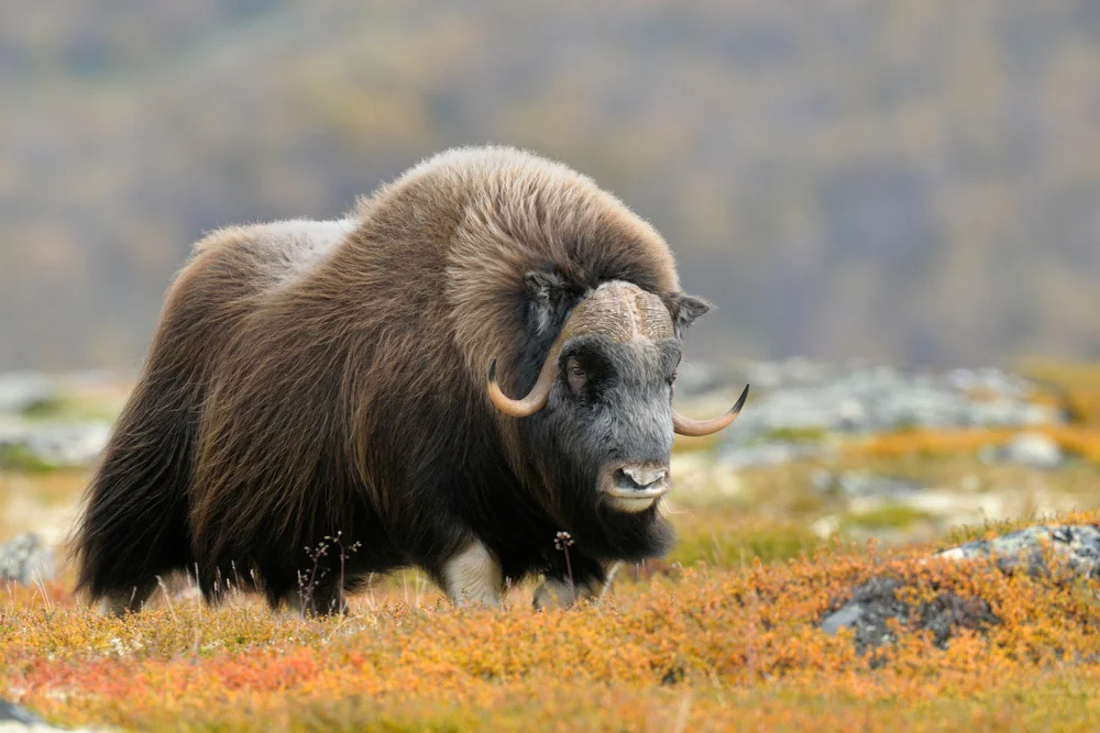 Parc national de Nordvest-Spitsbergen, Svalbard et Jan Mayen