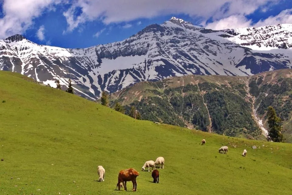 Dana Meadows, Pakistan