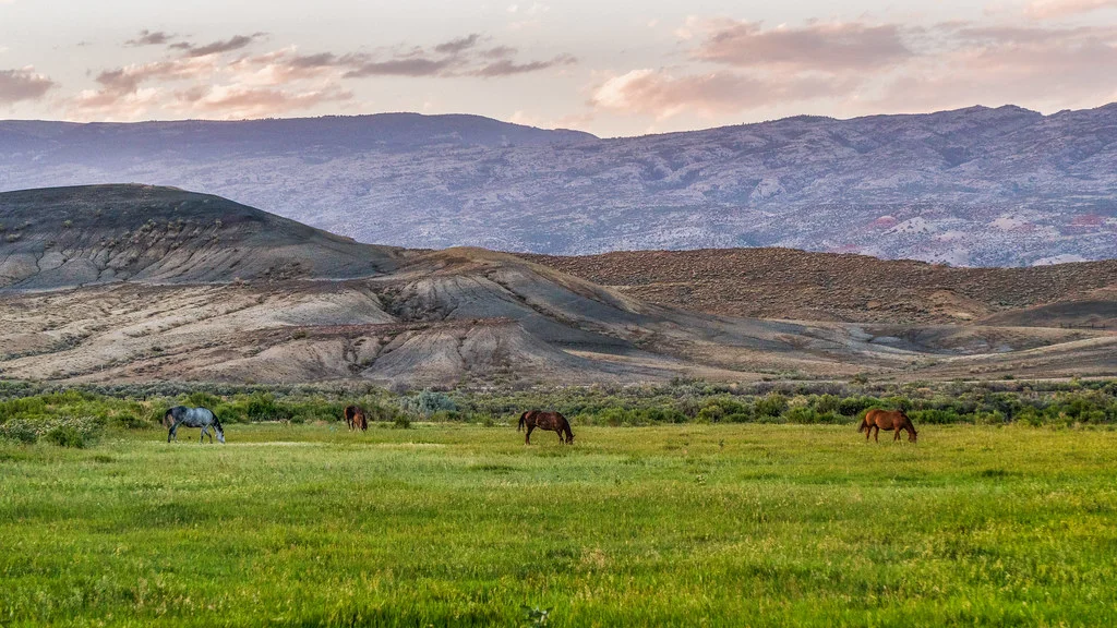 Pryor Mountains Wild Horse Range, États-Unis