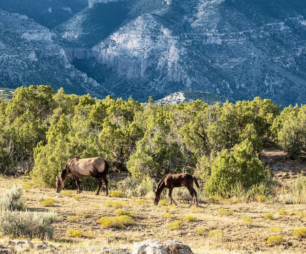 Pryor Mountains Wild Horse Range, États-Unis