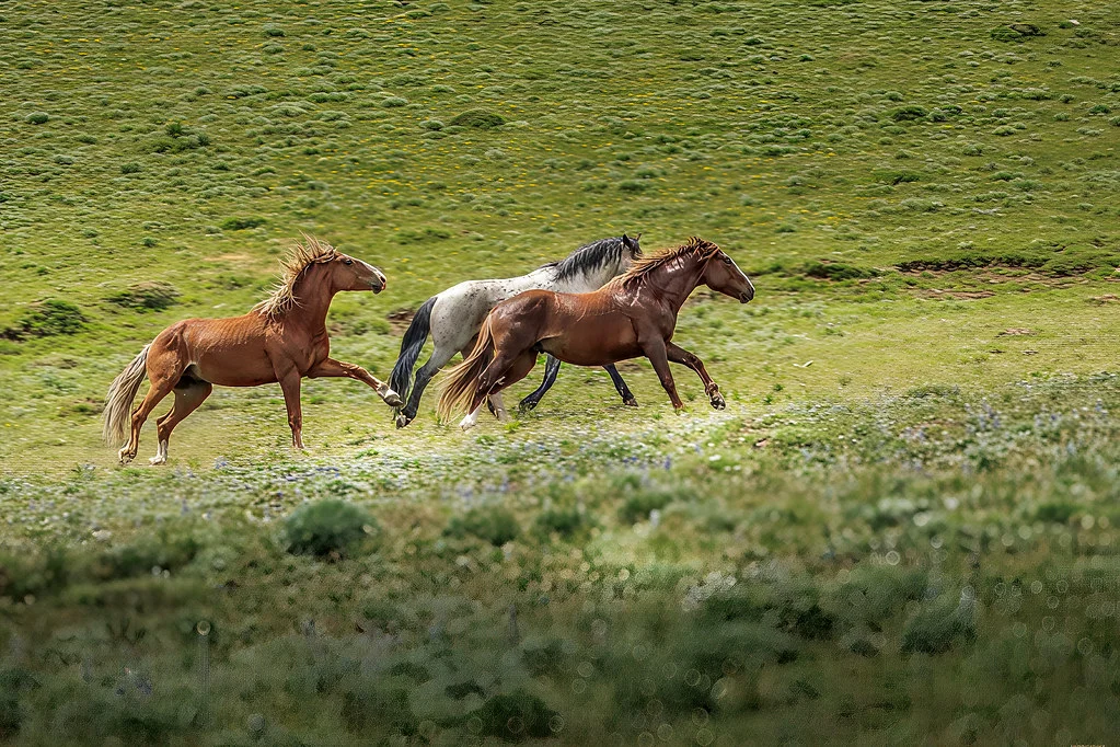 Pryor Mountains Wild Horse Range, États-Unis