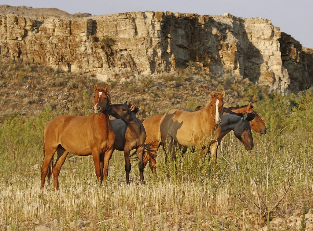 Pryor Mountains Wild Horse Range, États-Unis