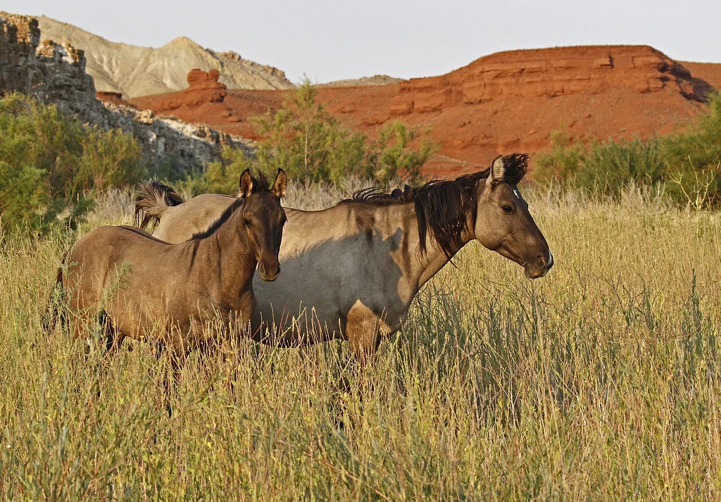 Pryor Mountains Wild Horse Range, États-Unis