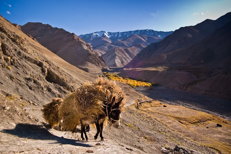 Vallée de la Markha, Inde