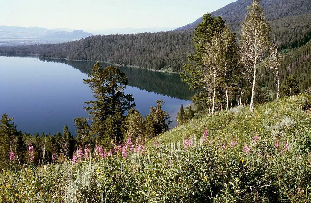 Phelps Lake, États-Unis