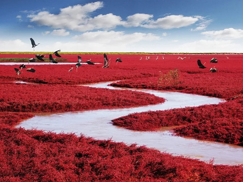 Plage rouge, Chine