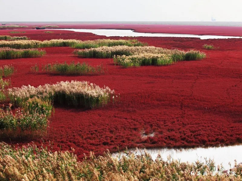 Plage rouge, Chine