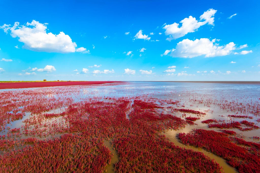 Plage rouge, Chine