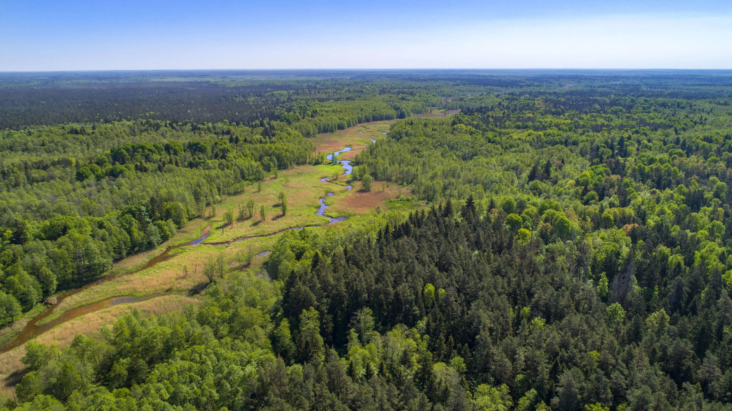 Forêt de Bialowieza, Pologne, Biélorussie