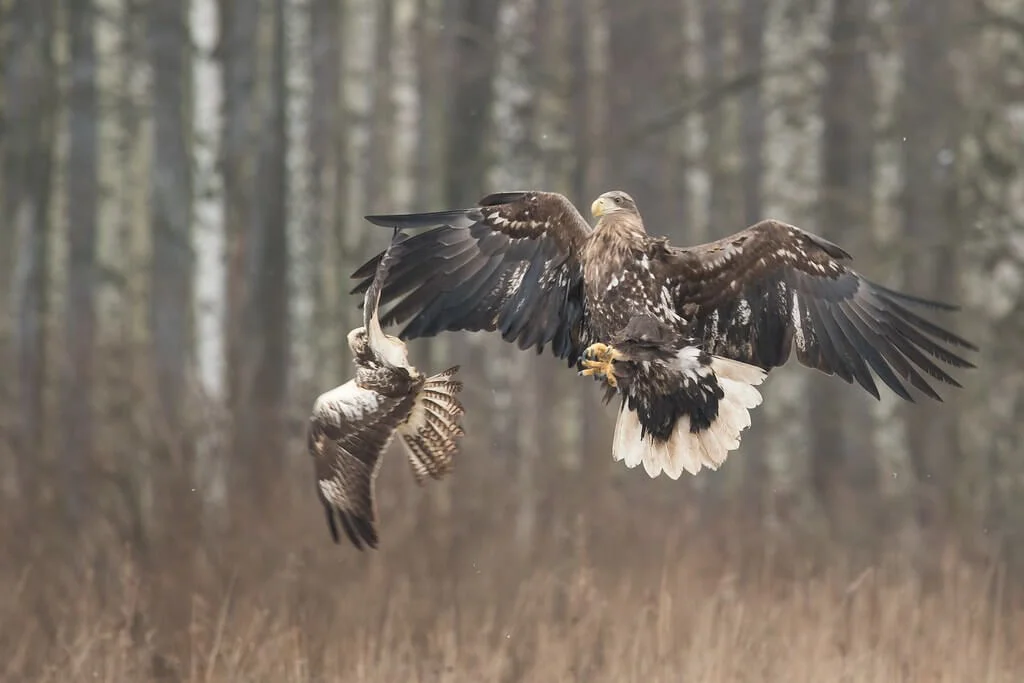 Forêt de Bialowieza, Pologne, Biélorussie