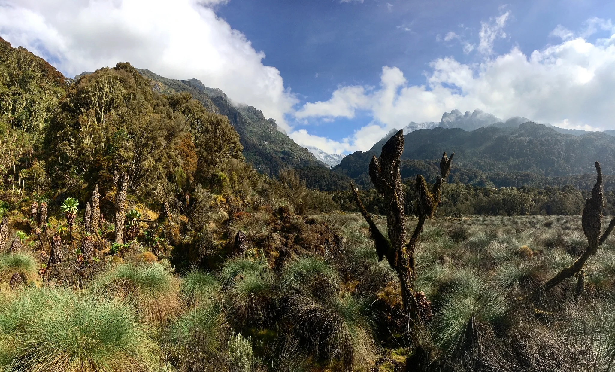 Parc national Rwenzori Mountains, Ouganda