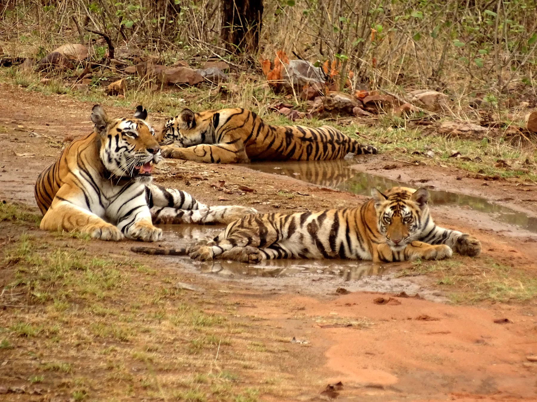Parc national de Panna, Inde