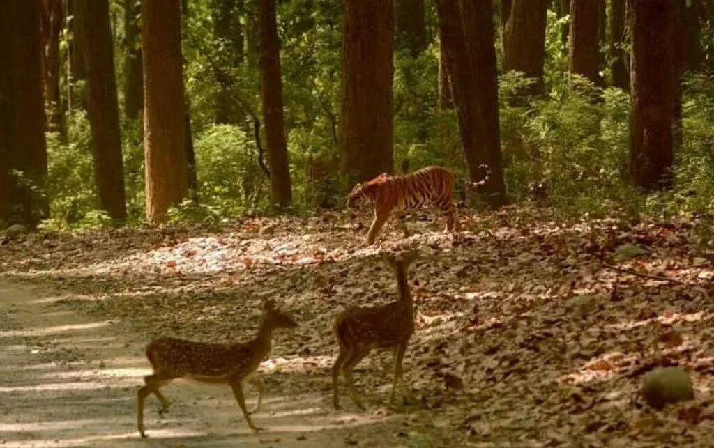 Parc national de Panna, Inde