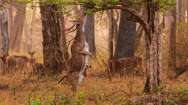 Parc national de Panna, Inde