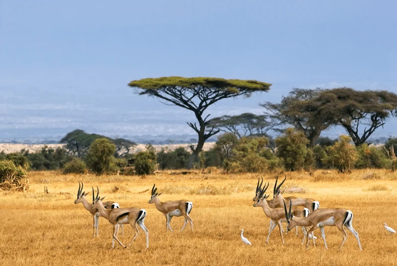 Parc national de l'Omo, Éthiopie